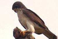 Foto: João Sérgio Barros Quiriquiri (F. sparverius) procurando presas. Porto Alegre/RS. Caracará (C. plancus) pousado em mourão de cerca. Itamaraju/BA. Foto: Sávio Drummond Gavião-peneira (E.