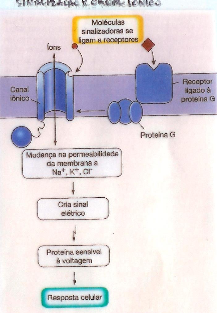 SINALIZAÇÃO POR CANAIS IÔNICOS Via de ativação mais rápida.