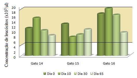 Gráfico 11: Variação da concentração de leucócitos nos gatos FeLV + durante o tratamento.