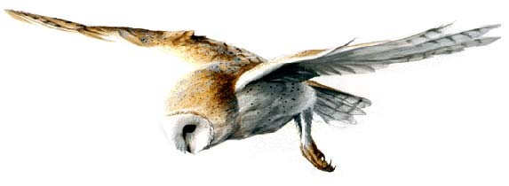 da Coruja-das-torres Tyto alba (Scopoli,