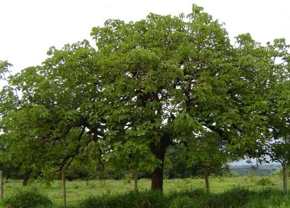 Plantas do Cerrado O cerrado é reconhecido como a savana mais rica do mundo em biodiversidade com a presença de diversos ecossistemas, riquíssima na flora com mais de 10.