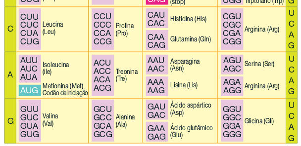 > Cada aminoácido é codificado por um conjunto de 3 nucleótidos tripleto - do mrna