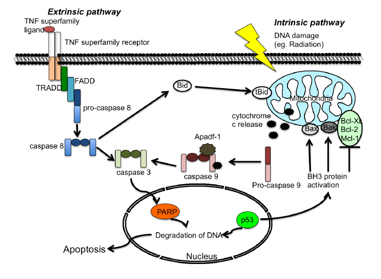 1.2. Mecanismos Estão bem identificadas duas vias apoptóticas clássicas principais, a via extrínseca, desencadeada pela agregação de "recetores de morte" e a via intrínseca, ou mitocondrial, que
