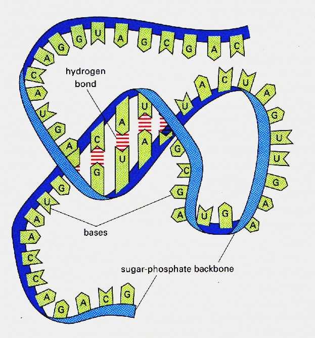 RNA: Composição Similar ao DNA: Bases nitrogenadas Base nitrogenada: uracila