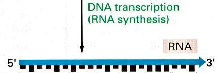 Mecanismos moleculares Replicação do DNA Nova molécula de DNA