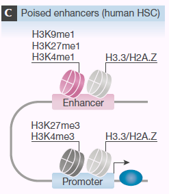 As marcas H3K4me1/2 e H3.