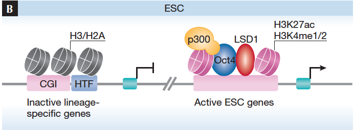 Células tronco embrionárias p300: histona acetil transferase (HAT)