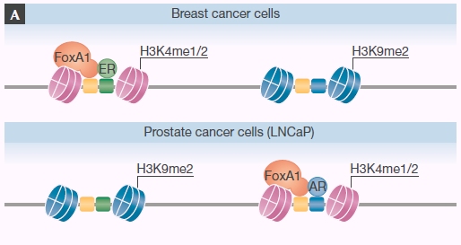 A disponibilidade dos enhancers varia com o tipo de célula FoxA1 liga-se a seu enhancer marcado com H3K4me1/2