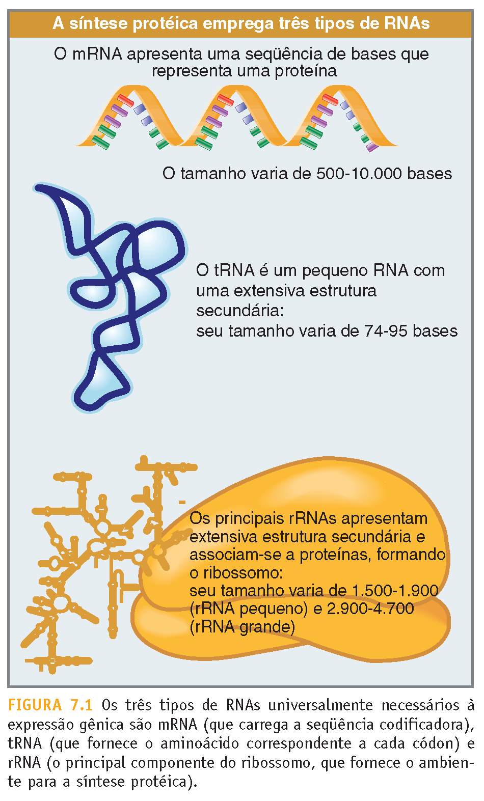 RNAs