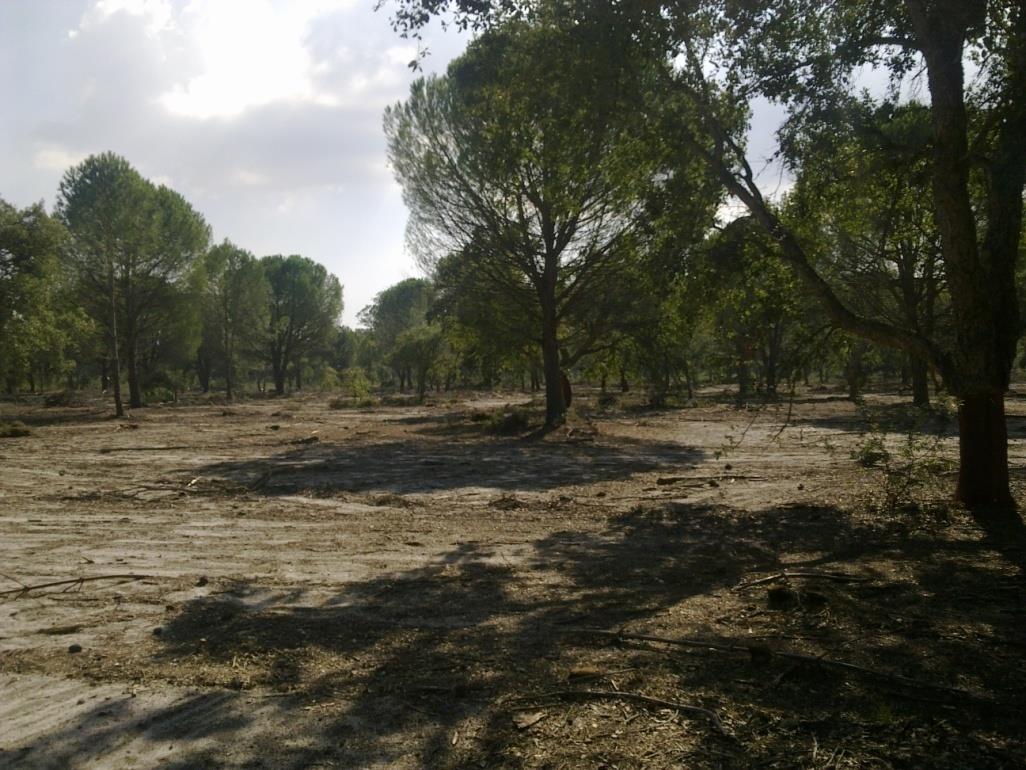 BENEFICIAÇÃO DAS ESPÉCIES EXISTENTES Antes: Depois: Antes do ordenamento florestal.