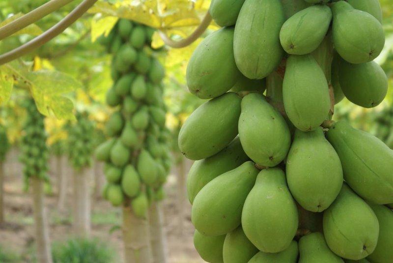 Fundada em 2013 UGBP Linhares, ES 480ha Solo Papayas 55ton/ dia - Total Production 165ton/ mês - Possibilidade de Exportação 80ton /