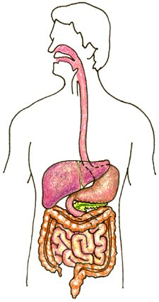 PIRÂMIDE DOS ALIMENTOS Esse é um modelo prático de alimentação, com grande variedade de alimentos e proporção de nutrientes que devem ser consumidos, de cada grupo alimentar.