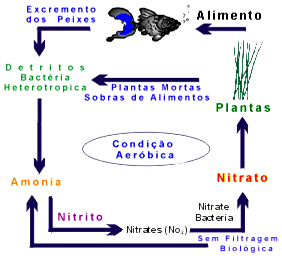 Ciclo do