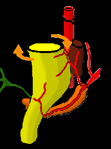 Mesentério Dorsal Aorta 1. Alargamento do Tubo Digestivo 2.