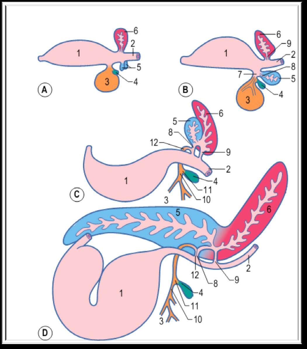 6. Broto pancreático dorsal 5.