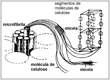 Revisão Bibliográfica 14 Figura 2.3 Representação de uma fibra-celular onde estão presentes as paredes primárias, secundárias, terciárias, e suas constituições, o lúmen e o ângulo espiral.