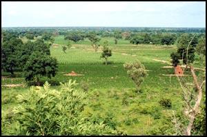 Produz através do plantation algodão, café, bananas e canade-açúcar; A vegetação é o Sahel, uma