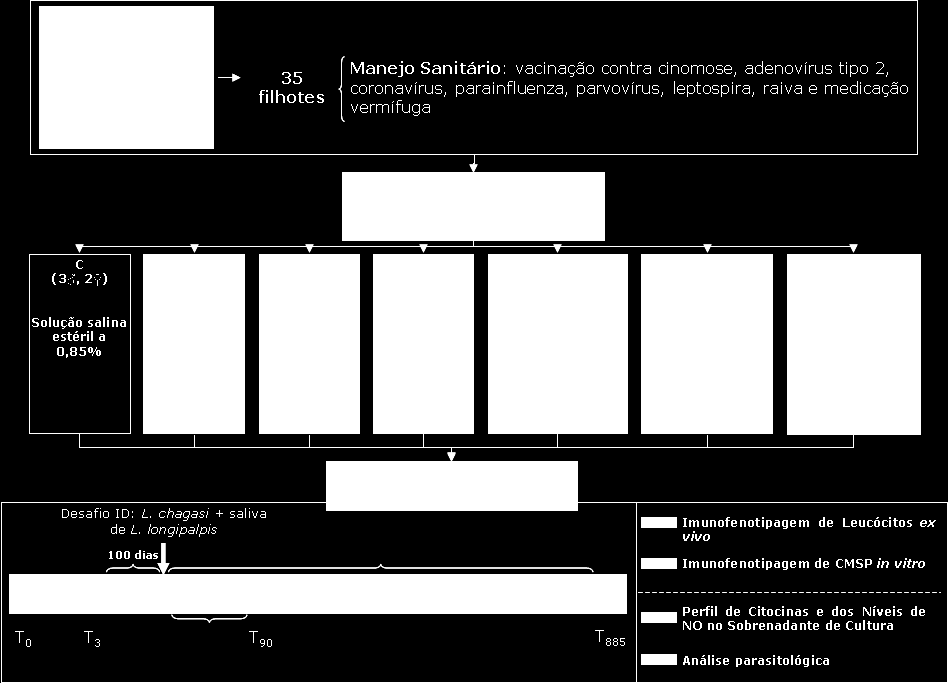 Material e Métodos Diagrama 1: Esquema do delineamento experimental utilizado na avaliação de cães controle (C) e de cães submetidos a imunizações com antígenos de L.