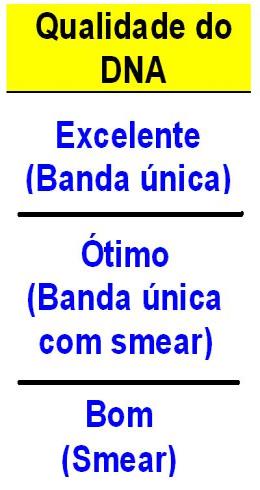 Integridade do DNA Eloisa Olivieri Avaliação de qualidade GEL de AGAROSE 0,8%