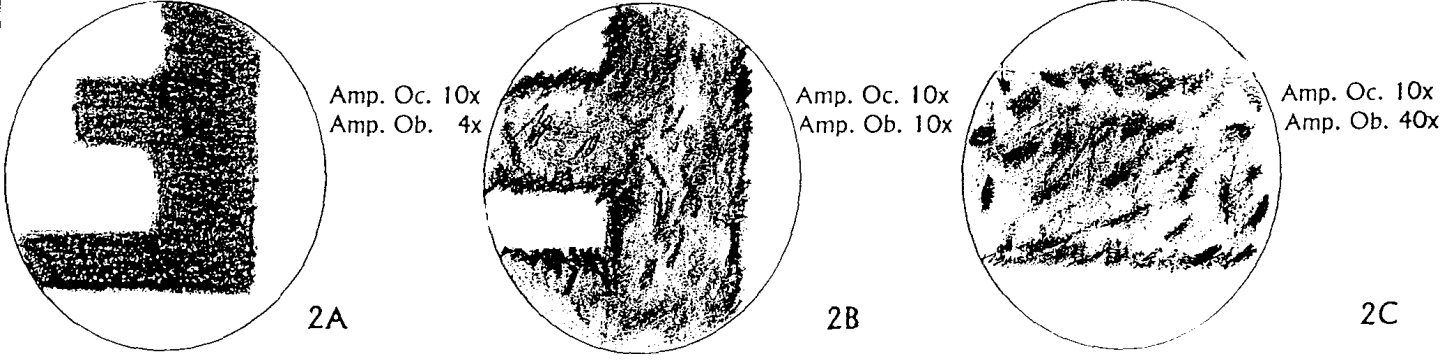 Fig.2 - Etapas da montagem de preparações microscópicas 5- Retirámos o excesso de água com papel de filtro (etapa D-E da figura anterior).