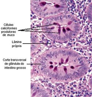 CITOQUÍMICA É a área da biologia celular e estrutural dedicada aos estudos dos métodos de coloração dos tecidos e constituintes celulares, preparando-os não somente com os princípios químicos das