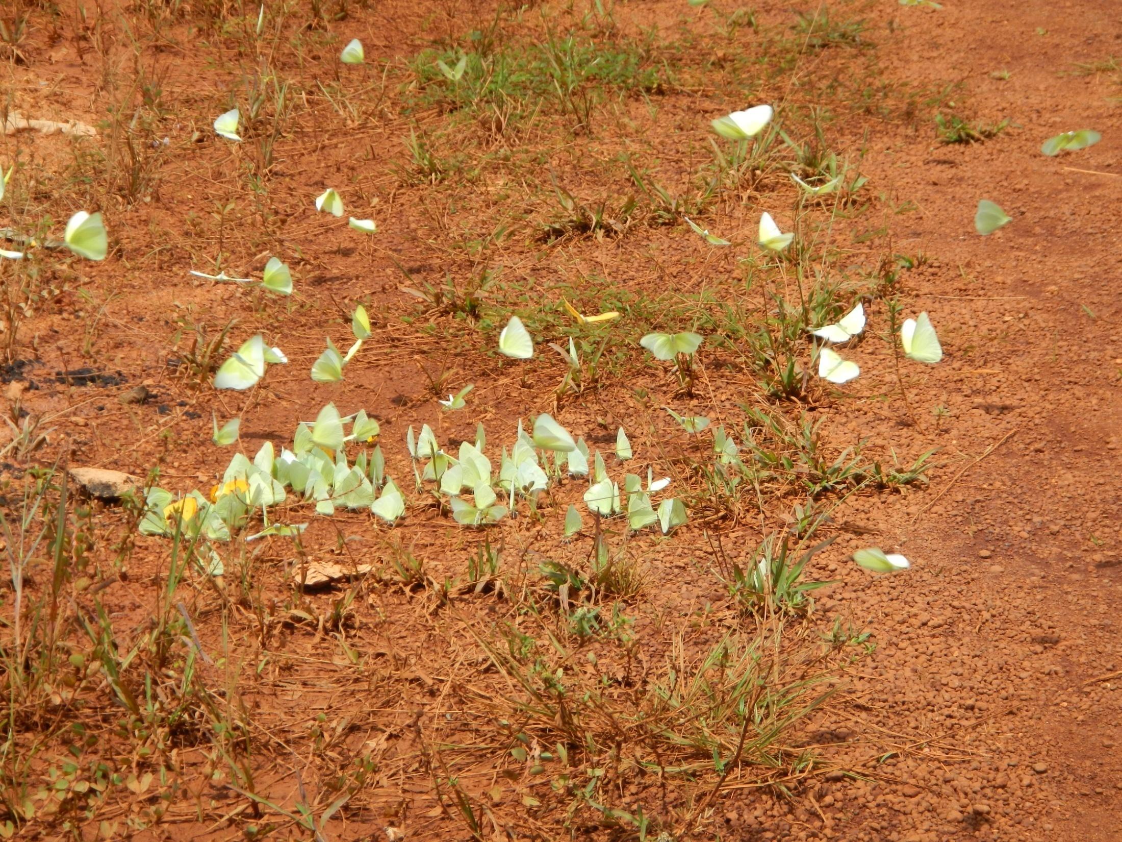 FORMAÇÃO DE RECURSOS HUMANOS Curso de Monitoramento da Biodiversidade em Parcelas Permanentes; Curso de instalação de Transectos e Parcelas Permanentes para