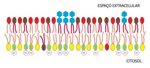 A assimetria da bicamada lipídica é funcionalmente importante As composições de lipídeos das duas monocamadas da bicamada lipídica de muitas membranas são distintas; A assimetria lipídica é