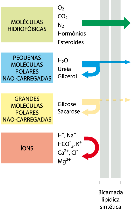 Transporte de membrana Difusão simples (ou difusão passiva) Difusão