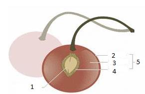 21. Analise a figura e marque qual o nome das estruturas em destaque: 1 semente 2 epicarpo 3 mesocarpo 4 endocarpo 5 pericarpo 22.