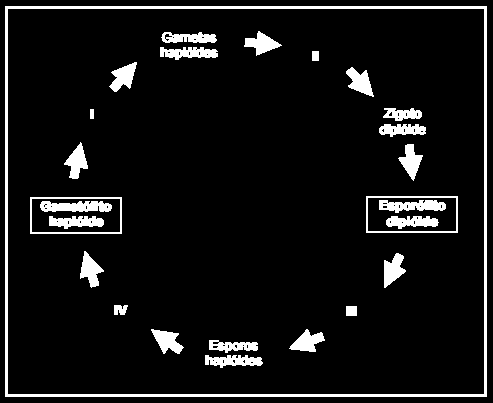 01. O esquema representa um ciclo de vida haplodiplobionte (ou haplonte-diplonte) típico dos principais grupos de vegetais. 02.