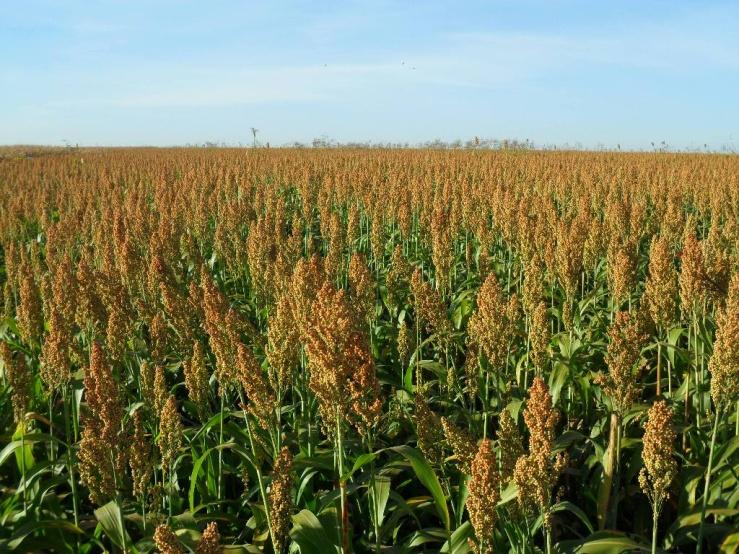 Ponto de colheita Sorgo 30% > MS < 35% < 30 35% MS - Produção de efluente e