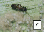 Informações adicionais sobre esse inseto podem ser encontradas nos trabalhos de Cruz et al. (1995) e Cruz & Oliveira (1997). 165 Figura 9.1. : A. ovos; B. Adultos; C. Ninfa. 9.3.2. Trichogramma spp.