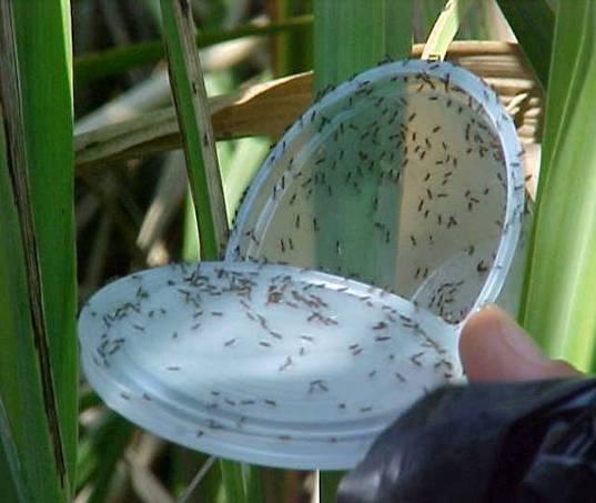 Nova liberação Cotesia flavipes 8 pontos/ha, 6.