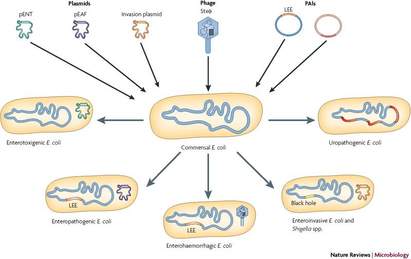 Plasmídeos Ilhas de patogenicidade Outras E. coli -APEC -NMEC, -STEC, etc (ETEC Enterotoxigênica E. coli) E. coli comensal (UPEC-Uropatogênica E. coli) (EPEC Enteropatogênica E.