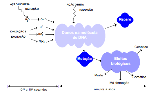 probabilidade de que a exposição de um humano a radiações ionizantes resulte em alteração na estrutura dos genes funcionais é relativamente pequena.