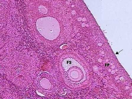 Região cortical: folículos primordiais (FP),