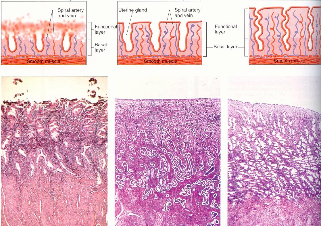 Fases da mucosa do útero durante o ciclo