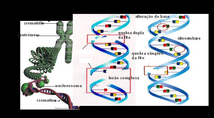 Figura 4.6 - Quadro representativo dos diversos processos envolvidos na interação da radiação ionizante com as células do tecido humano, e o tempo estimado para sua ocorrência.