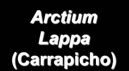 Lappa (Carrapicho)