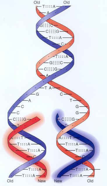 utilizadas na replicação do DNA; S: Duplicação do material genético