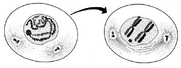 Fuso mitótico: Constituído de fibras de microtúbulos (tubulina) do citoesqueleto; São de três tipos: Fibras contínuas: Vão de centríolo a centríolo nos