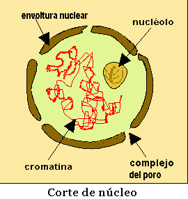 Componentes do núcleo: Carioteca Nucleoplasma Nucléolo