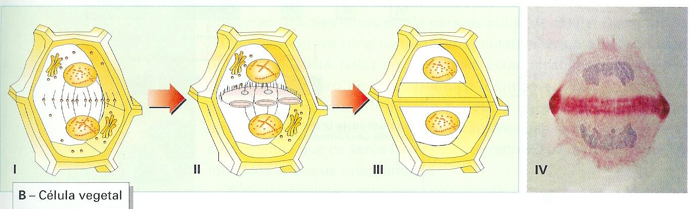 Tipos de mitose: Acêntrica / Anastral / Centrífuga: Não envolve