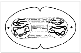 Telófase I: Reaparecimento da carioteca e do nucléolo; Ocorre a