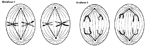 Meiose II: A meiose II tem início nas células resultantes da telófase I, sem que ocorra a Intérfase; Separação das cromátides irmãs.