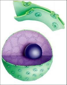 Nucleoplasma: Cariolinfa ou Suco Nuclear; Constituída principalmente de água e