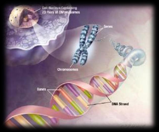 transmissores das características hereditárias; Aparecem