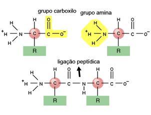 Aminoácidos proteínas