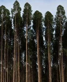 Com o aumento de produtividade das suas florestas, a Fibria tem a oportunidade de aprofundar esse modelo EVOLUÇÃO DA PRODUTIVIDADE DA BASE FLORESTAL (IMA