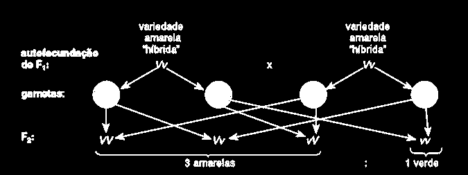 Mendelismo 1ª Lei de Mendel É a Lei da Segregação dos fatores onde os fatores que condicionam uma